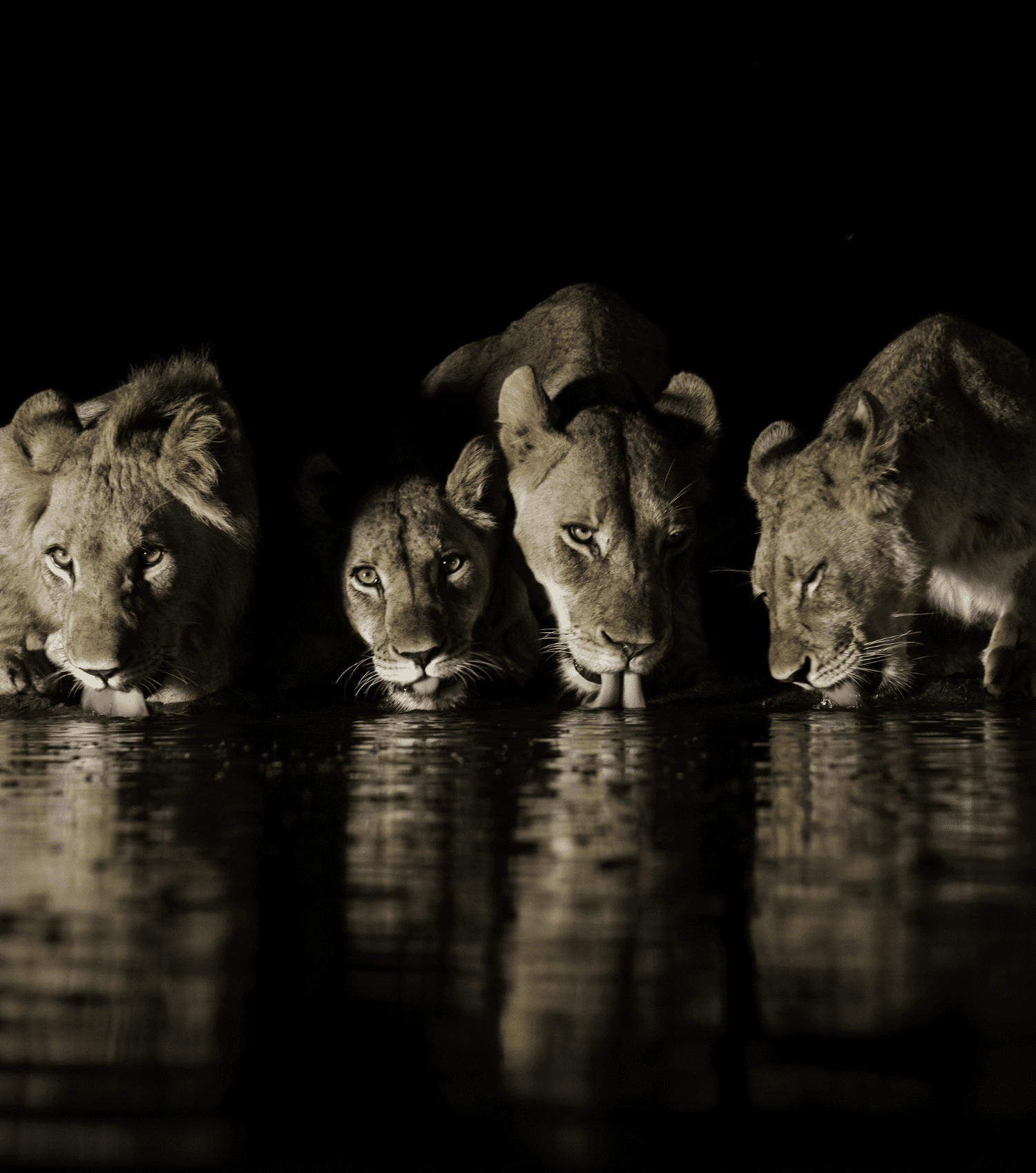 Copy of Lions