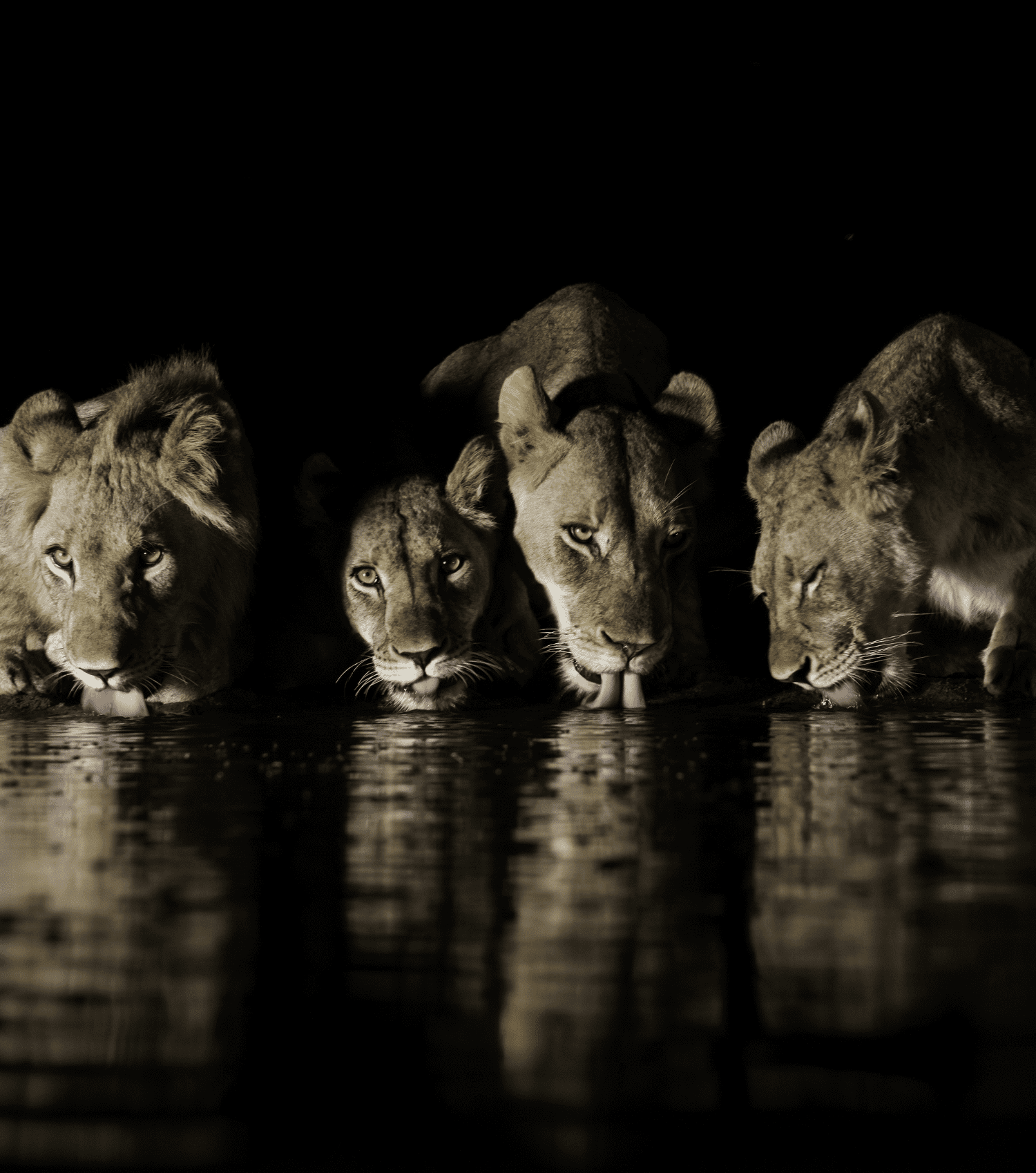 Copy of Lions Copy of Lions